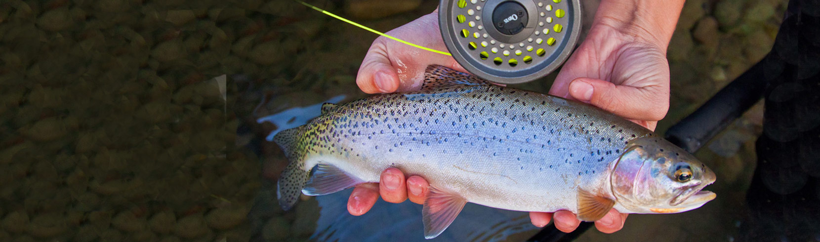 Blog  Brown Trout Fly Fishing