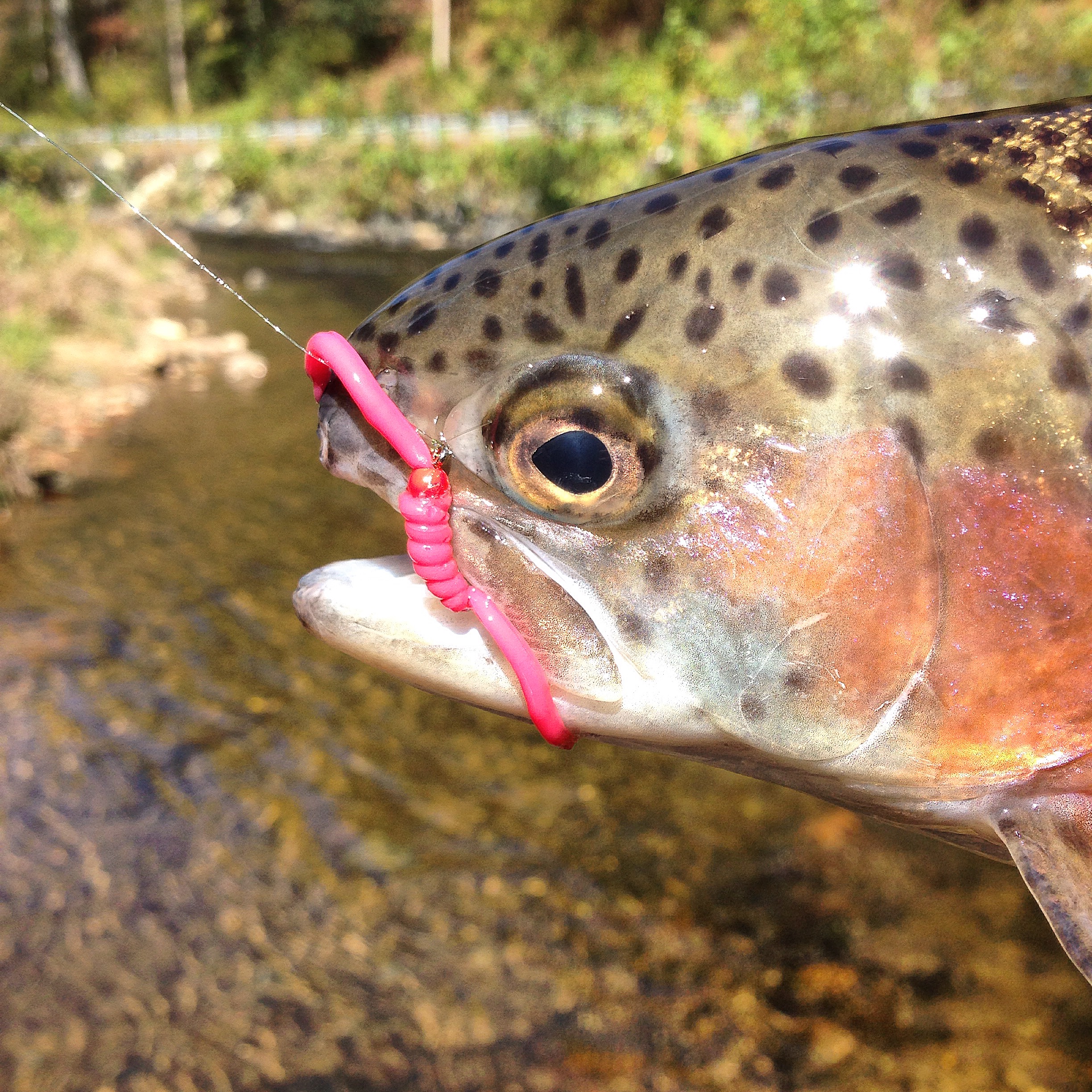 Tiny Flies for Big Browns (Repost From the ORVIS Blog) - Brown